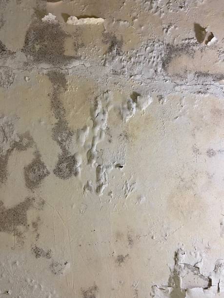 Best Local Mold Removal Service  in Hodgenville, KY