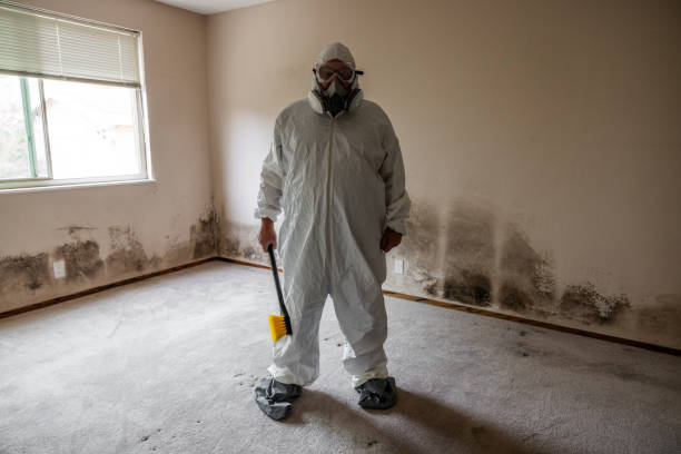 Attic Mold Removal in Hodgenville, KY