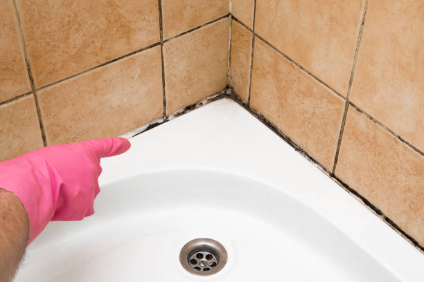 Crawl Space Mold Removal in Hodgenville, KY